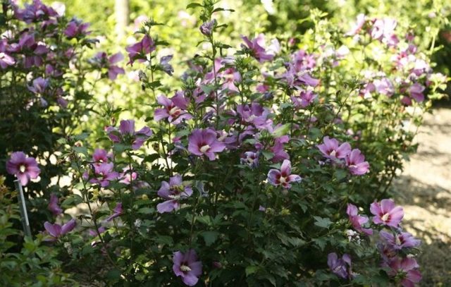 Гибискус сирийская роза (hibiscus syriacus): что это за растение ...